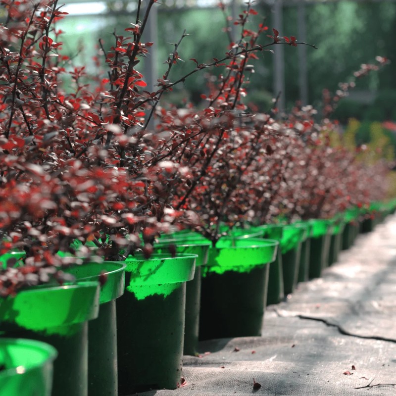 Барбарис Тунберга Dart’s Red Lady