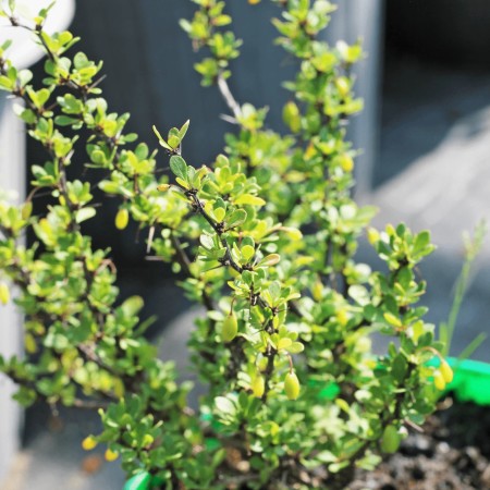 Барбарис Тунберга Kobold