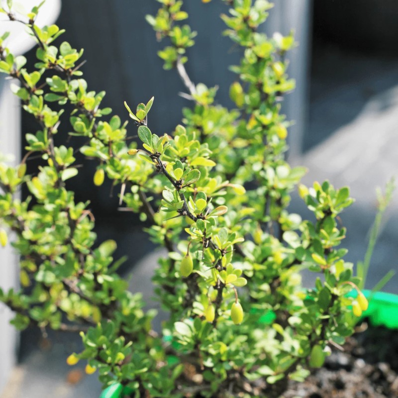 Барбарис Тунберга Kobold