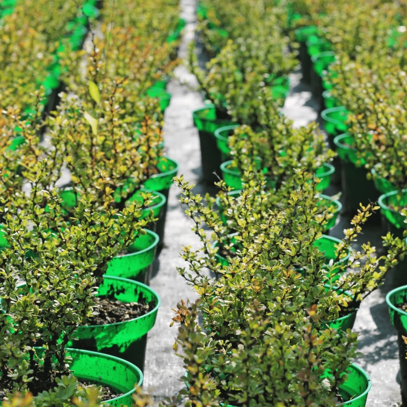 Барбарис Тунберга Kobold