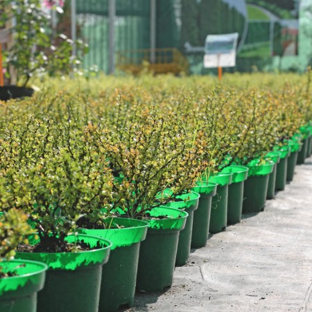 Барбарис Тунберга Kobold