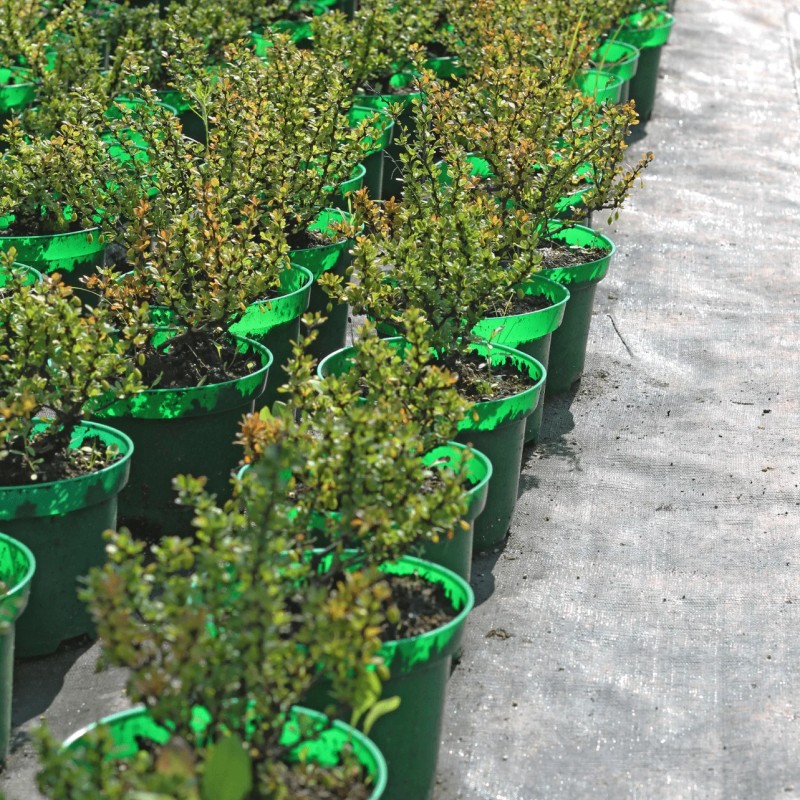 Барбарис Тунберга Kobold