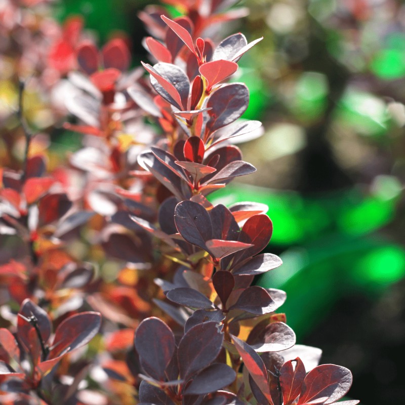 Барбарис Тунберга Red Rocket