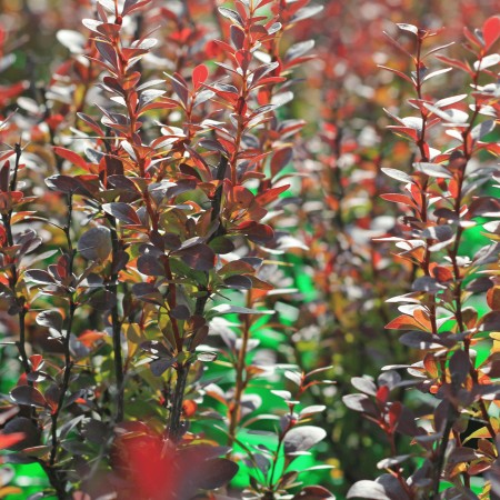 Барбарис Тунберга Red Rocket