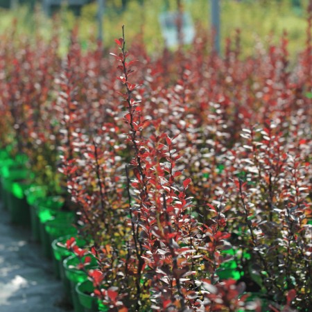 Барбарис Тунберга Red Rocket