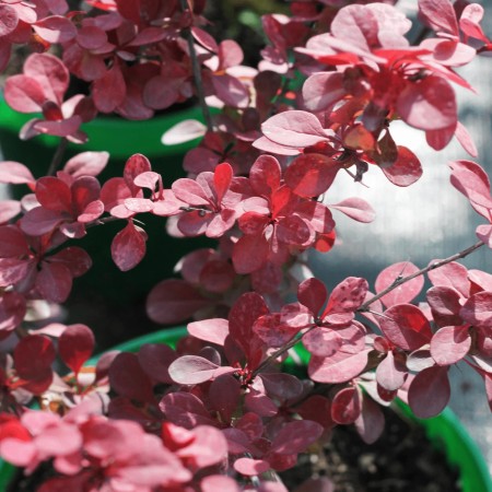 Барбарис Тунберга Rosetta
