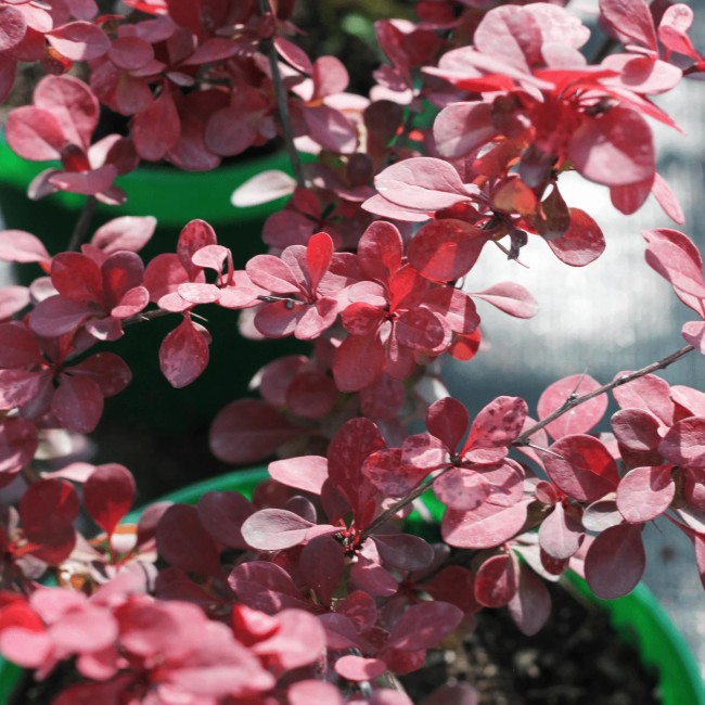 Барбарис Тунберга Rosetta