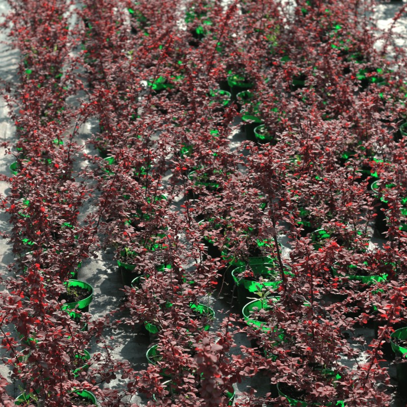 Барбарис Тунберга Rosetta