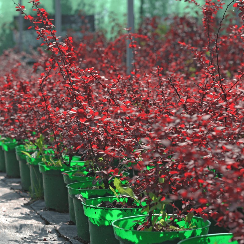 Барбарис Тунберга Rosetta