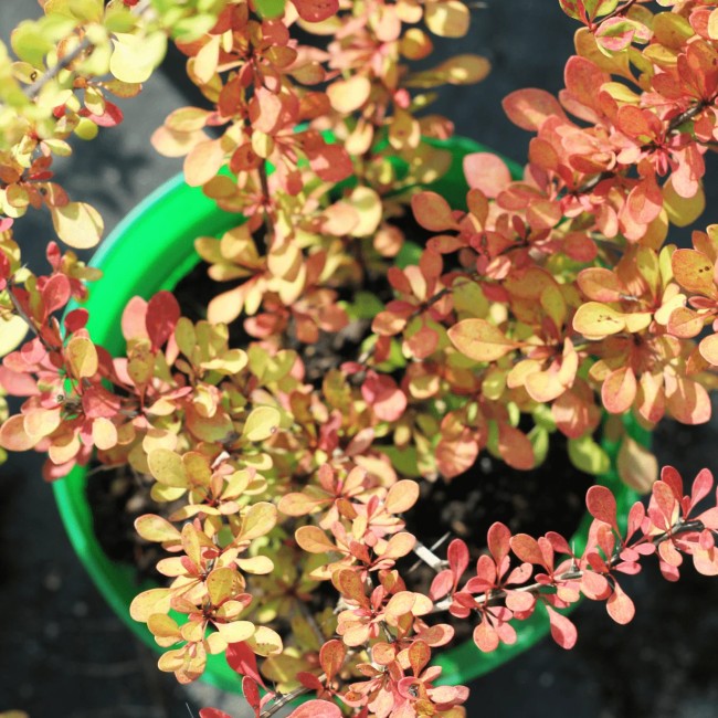 Барбарис Тунберга Kelleriis