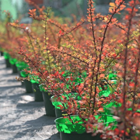 Барбарис Тунберга Kelleriis