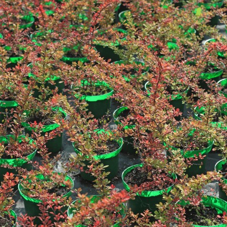 Барбарис Тунберга Kelleriis