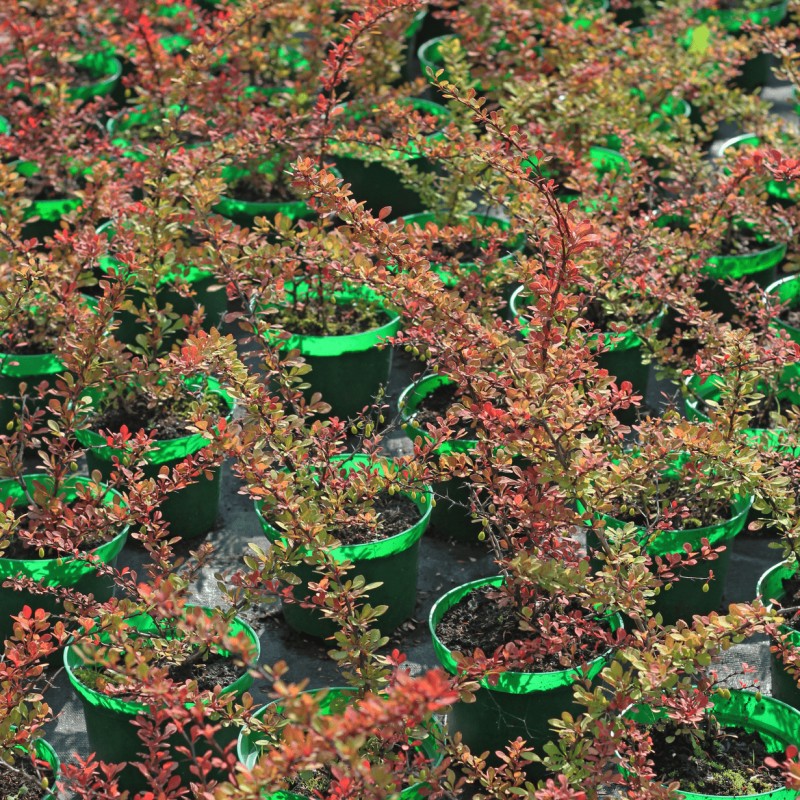 Барбарис Тунберга Kelleriis