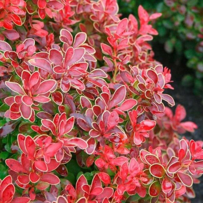 БАРБАРИС ТУНБЕРГА ADMIRATION