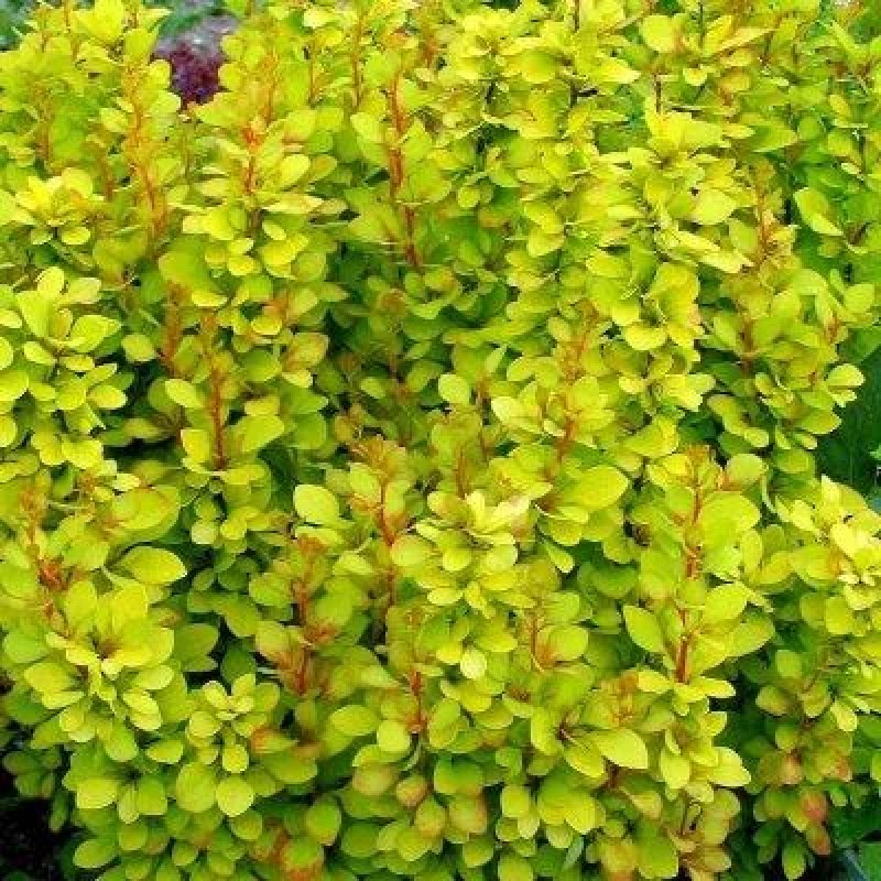 БАРБАРИС ТУНБЕРГА AUREA