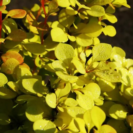 БАРБАРИС ТУНБЕРГА AUREA