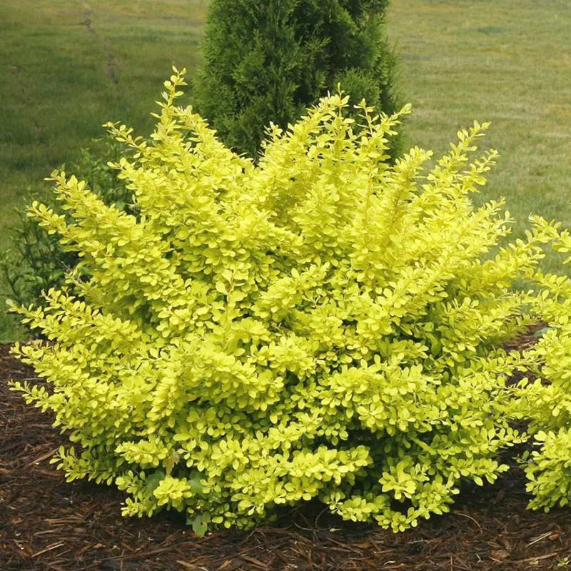 БАРБАРИС ТУНБЕРГА AUREA