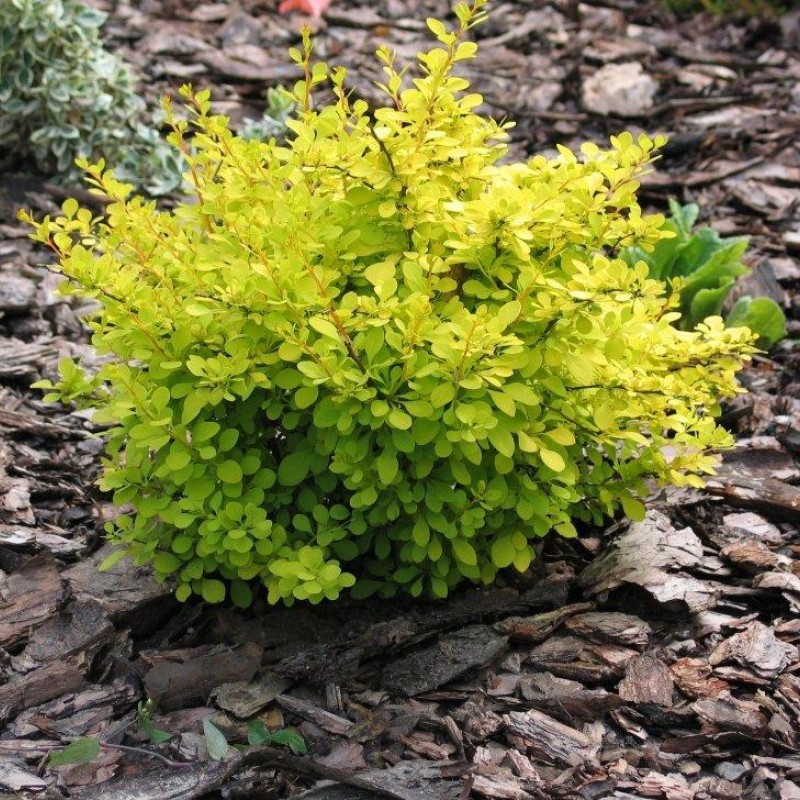 БАРБАРИС ТУНБЕРГА AUREA