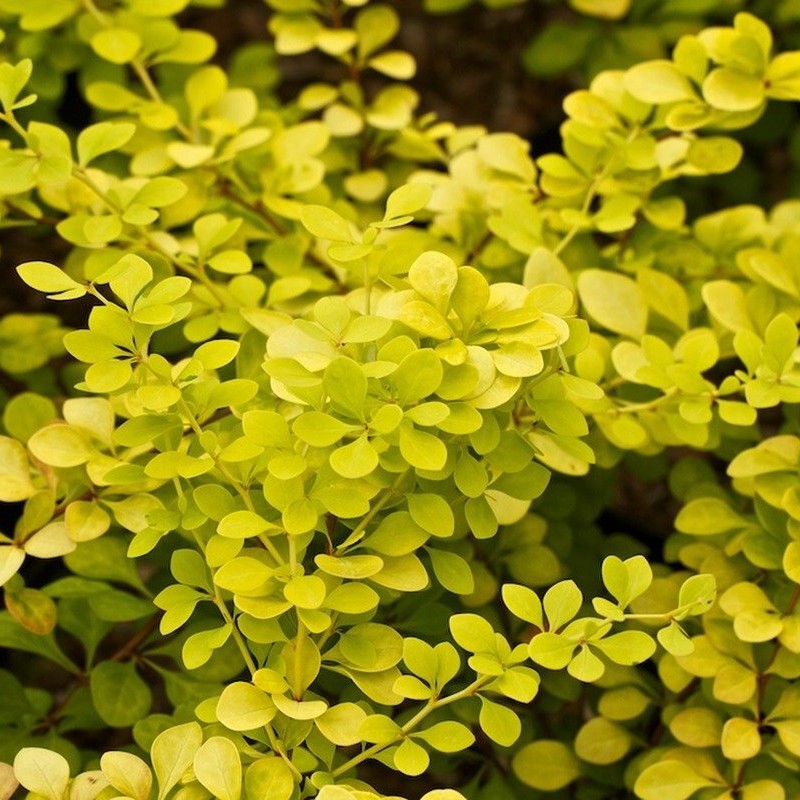 БАРБАРИС ТУНБЕРГА AUREA