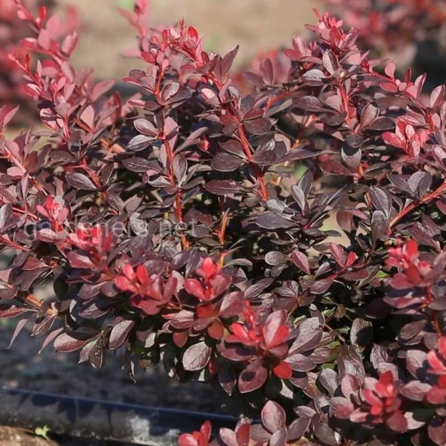 БАРБАРИС ATROPURPUREA NANA