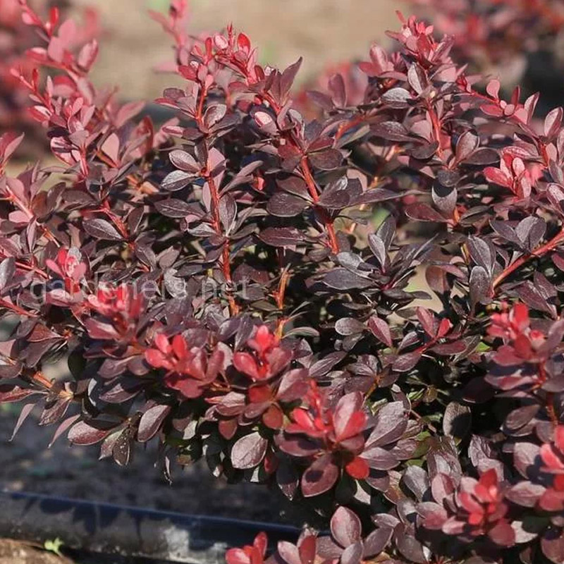 БАРБАРИС ATROPURPUREA NANA