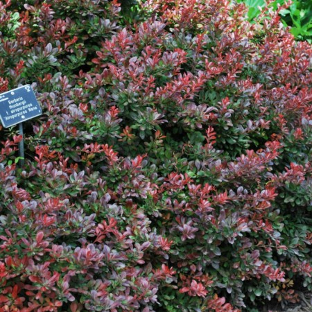 БАРБАРИС ATROPURPUREA NANA