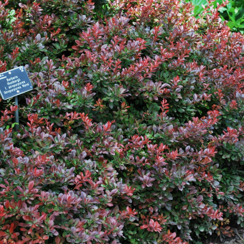 БАРБАРИС ATROPURPUREA NANA