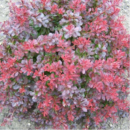 БАРБАРИС ATROPURPUREA NANA