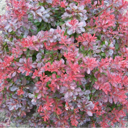 БАРБАРИС ATROPURPUREA NANA