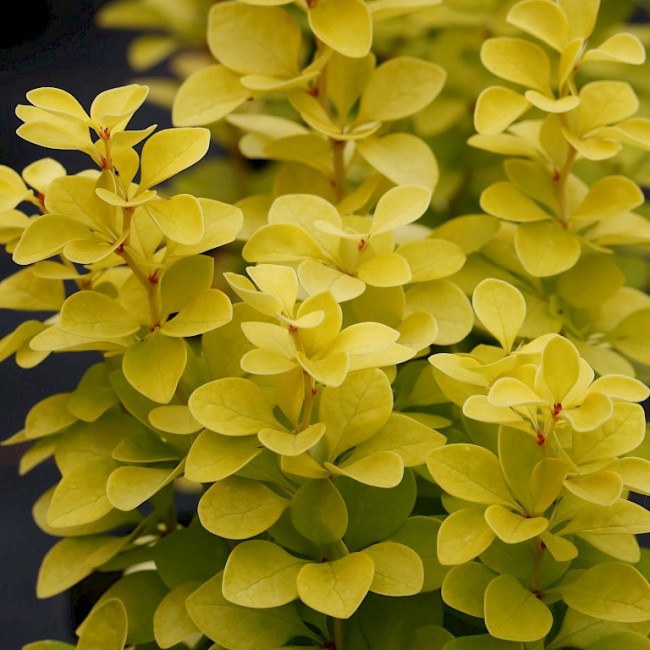 БАРБАРИС GOLDEN CARPET