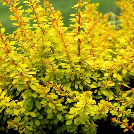 БАРБАРИС GOLDEN CARPET