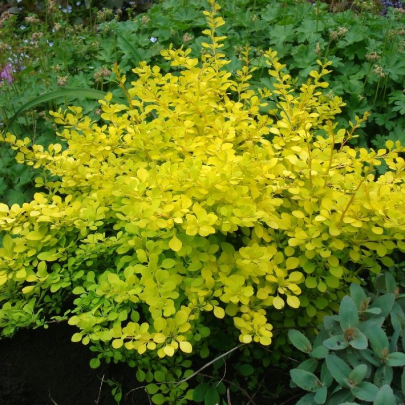 БАРБАРИС GOLDEN CARPET