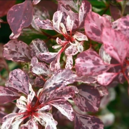 Барбарис Flamingo