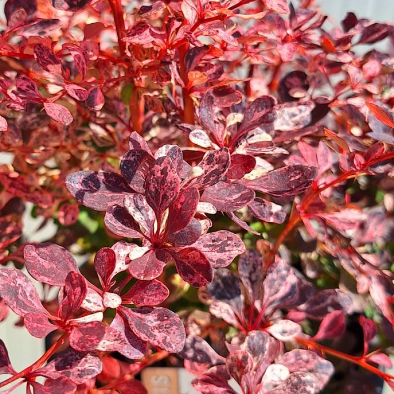 Барбарис Flamingo