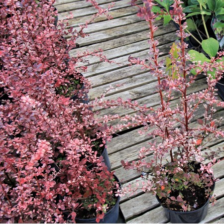 Барбарис Flamingo