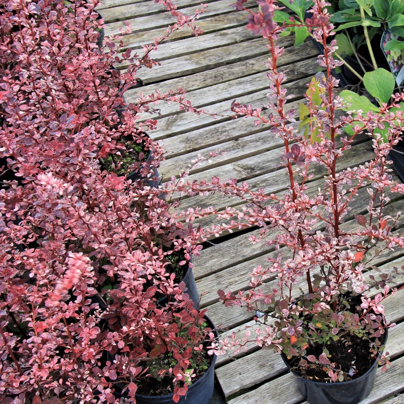 Барбарис Flamingo