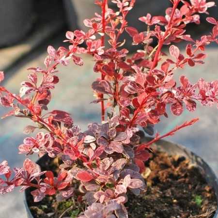 Барбарис Flamingo