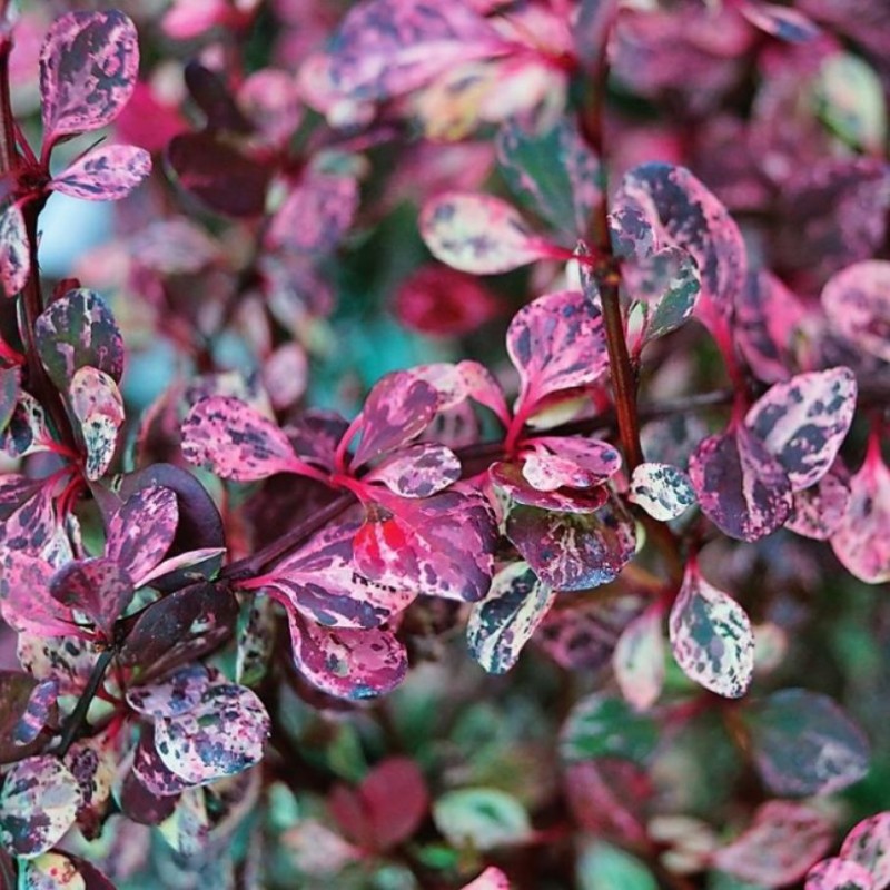 Барбарис Flamingo