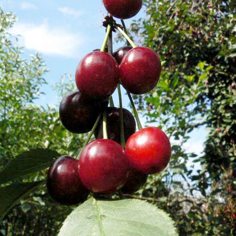 Черешня Донецкая ранняя