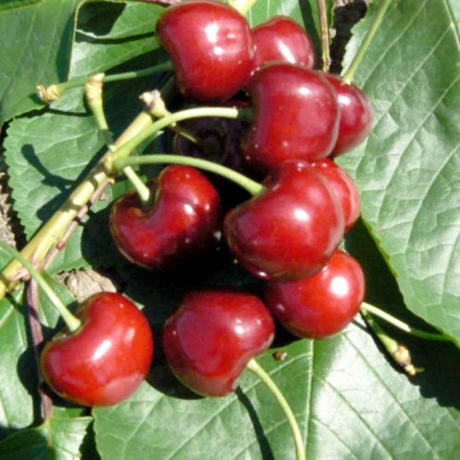 Черешня Бахор