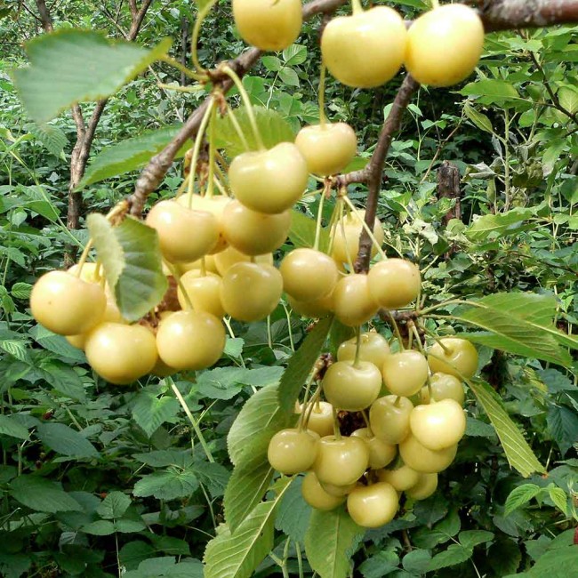 Черешня Дрогана желтая
