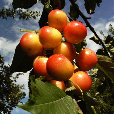 Черешня Нежная