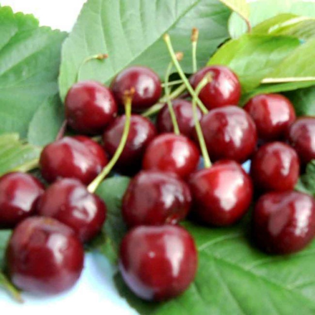 Черешня Катюша