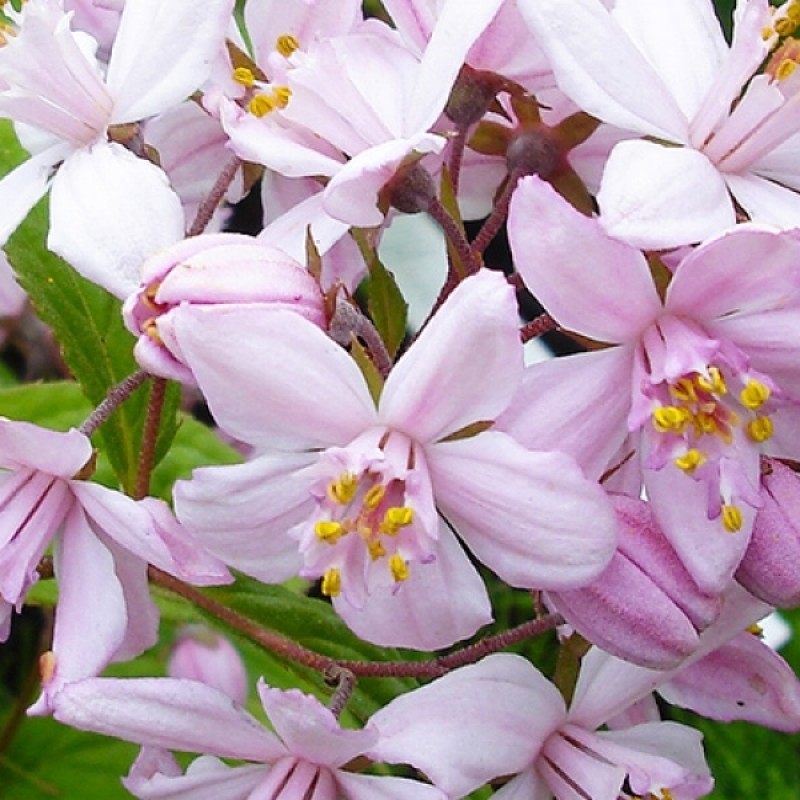 Дейция гибридная Mont Rose