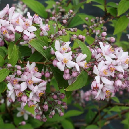 Дейция гибридная Mont Rose