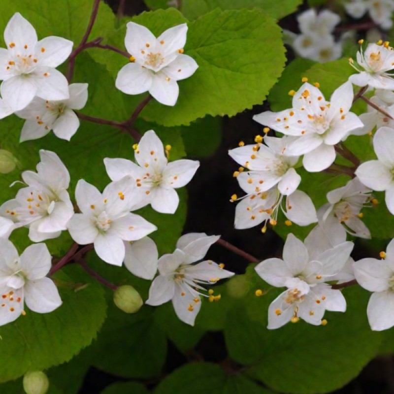 ДЕЙЦИЯ ГОРОДЧАТАЯ DIPPON