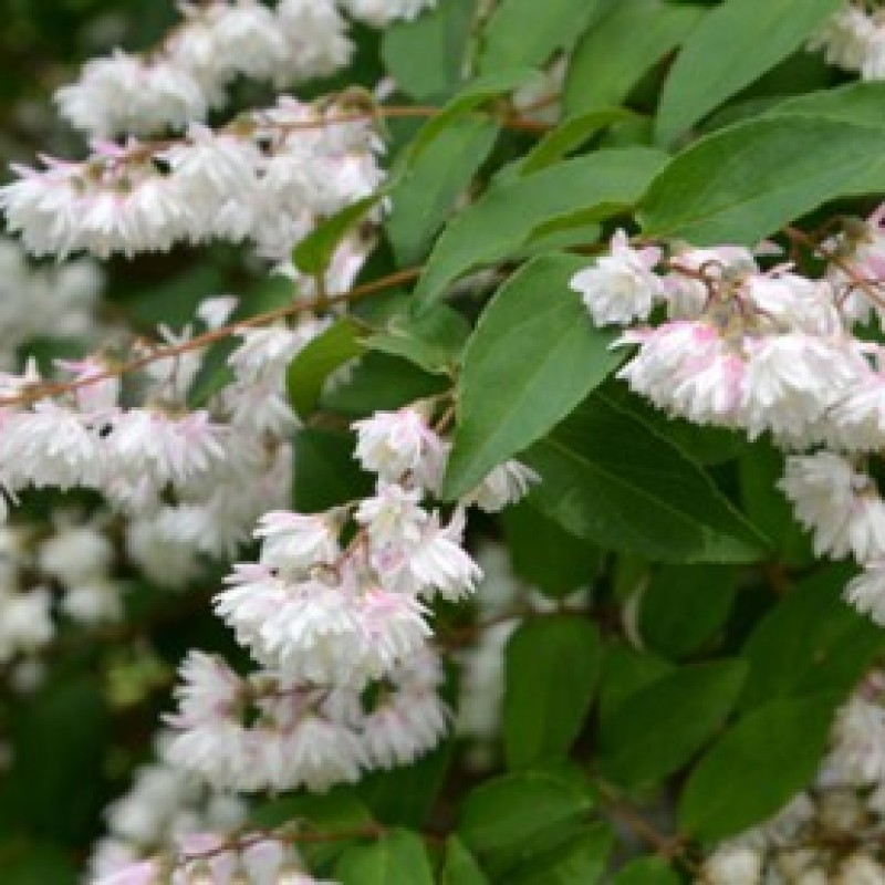 Дейция гибридная Пинк пом-пон 40-60 см