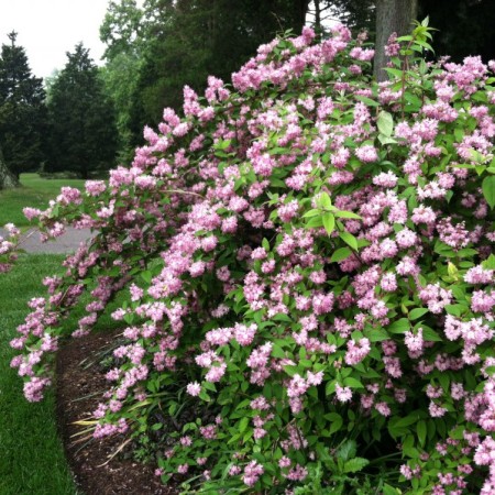 Дейция гибридная Пинк пом-пон 40-60 см