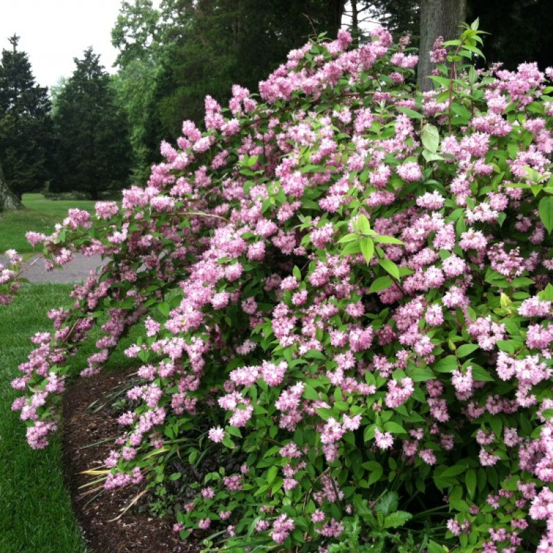 Дейция гибридная Пинк пом-пон 40-60 см