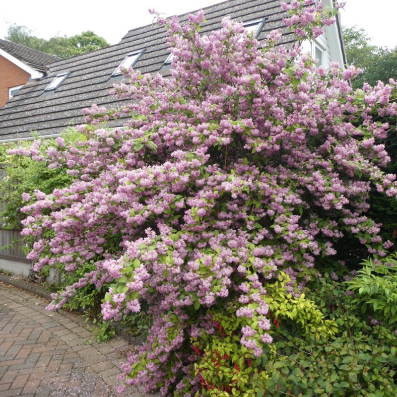 Дейция гибридная Пинк пом-пон 40-60 см